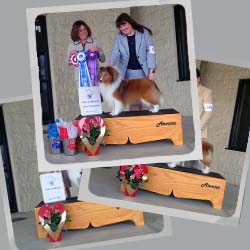 2020 Specialty Show Photos