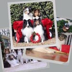 Holiday Photos with the shelties