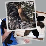 Assorted miscellaneous photos