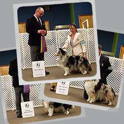 2015 Specialty Show Photos