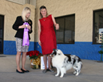 Reserve Winners Dog