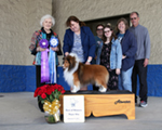 Best of Winners, Winners Dog