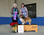 Reserve Winners Dog