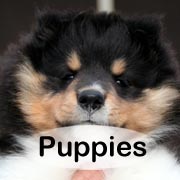 Puppy button